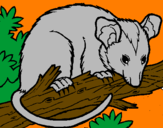 Disegno Scoiattolo Possum marsupiale pitturato su matteo