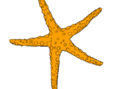 Disegno Stellina di mare  pitturato su stella marina