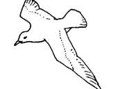 Disegno Gabbiano  pitturato su gallo