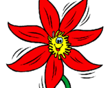 Disegno Fiore  pitturato su fiore rosso