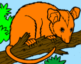 Disegno Scoiattolo Possum marsupiale pitturato su MARGHE