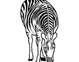 Disegno Zebra  pitturato su Nunu