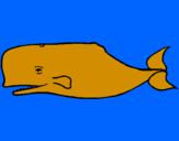 Disegno Balena blu pitturato su davide
