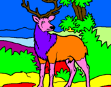 Disegno Cervo adulto  pitturato su tiziano