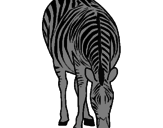 Disegno Zebra  pitturato su matteo