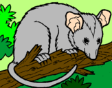 Disegno Scoiattolo Possum marsupiale pitturato su topo