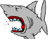Disegno Squalo pitturato su squalo riccardo