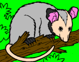 Disegno Scoiattolo Possum marsupiale pitturato su ALICE