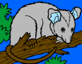 Disegno Scoiattolo Possum marsupiale pitturato su Marco e Leonardo Pagliari