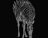 Disegno Zebra  pitturato su gaja