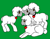 Disegno Pecore pitturato su Benedetta