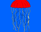Disegno Medusa  pitturato su  MATTIA