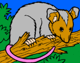Disegno Scoiattolo Possum marsupiale pitturato su ilary