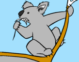 Disegno Koala  pitturato su maurizio fuselli