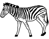 Disegno Zebra  pitturato su francy
