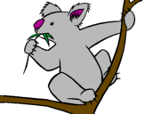 Disegno Koala  pitturato su max