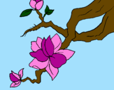 Disegno Fiore di mandorlo  pitturato su lili