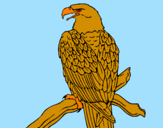 Disegno Aquila su un ramo pitturato su pietro