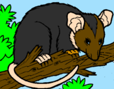 Disegno Scoiattolo Possum marsupiale pitturato su Davide