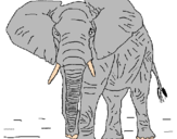 Disegno Elefante  pitturato su Sasha