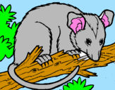 Disegno Scoiattolo Possum marsupiale pitturato su Giulia
