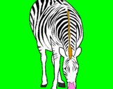 Disegno Zebra  pitturato su federico