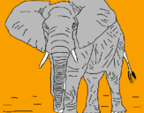 Disegno Elefante  pitturato su ale