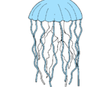 Disegno Medusa  pitturato su GABRIELE