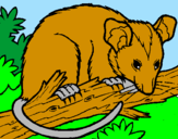 Disegno Scoiattolo Possum marsupiale pitturato su GRANCHIO SIMPATICO