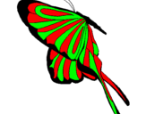 Disegno Farfalla con grandi ali pitturato su kevin di  cossato
