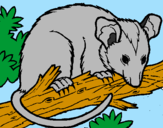 Disegno Scoiattolo Possum marsupiale pitturato su Lorenzo
