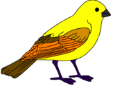 Disegno Passero  pitturato su uccello