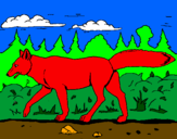 Disegno Coyote pitturato su giulio