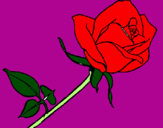 Disegno Rosa  pitturato su giulia