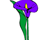 Disegno Iris  pitturato su calla