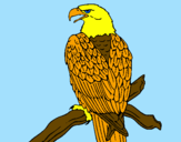 Disegno Aquila su un ramo pitturato su elisabetta