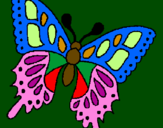 Disegno Farfalla  pitturato su franz