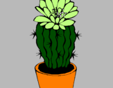 Disegno Cactus fiorito  pitturato su margarita