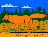 Disegno Coyote pitturato su Tiger