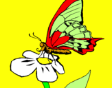 Disegno Farfalla sul fiore  pitturato su ottavio da mottola