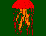 Disegno Medusa  pitturato su COCCORELLA