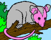 Disegno Scoiattolo Possum marsupiale pitturato su irene s.