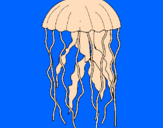 Disegno Medusa  pitturato su seby