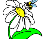Disegno Margherita con ape  pitturato su reni