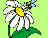 Disegno Margherita con ape  pitturato su Gloria