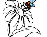 Disegno Margherita con ape  pitturato su reni