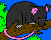 Disegno Scoiattolo Possum marsupiale pitturato su alice