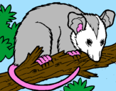 Disegno Scoiattolo Possum marsupiale pitturato su Luca