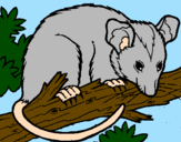 Disegno Scoiattolo Possum marsupiale pitturato su Luca