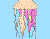 Disegno Medusa  pitturato su  mattia 